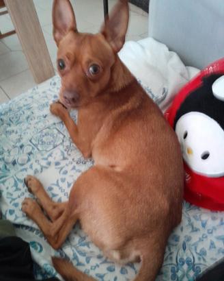 Pinscher maschio pronto per accoppiamento(Bari)