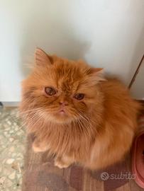 Gatto persiano
