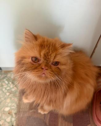 Gatto persiano