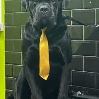 Cane corso Disponibile per monta