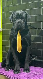 Cane corso Disponibile per monta