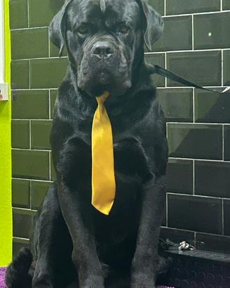 Cane corso Disponibile per monta