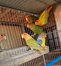 Inseparabili
