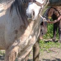 Cavallo in mezza fida adatto a principianti