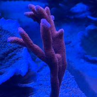 Talee coralli lps sps molli