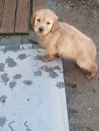 Cuccioli di Golden retriever