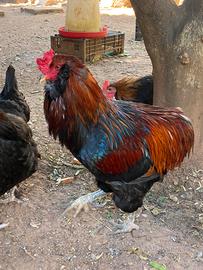 Gallo araucana