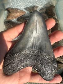 Denti di megalodonte e fossili di dinosauro