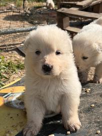 Cuccioli pastore abruzzese