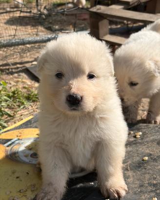 Cuccioli pastore abruzzese