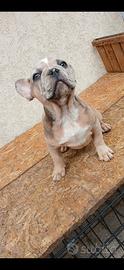 Bulldog francesi maschi esotici