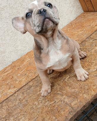Bulldog francesi maschi esotici