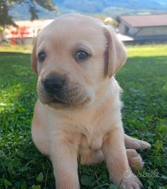 Labrador Retriever ArbeitSlinie