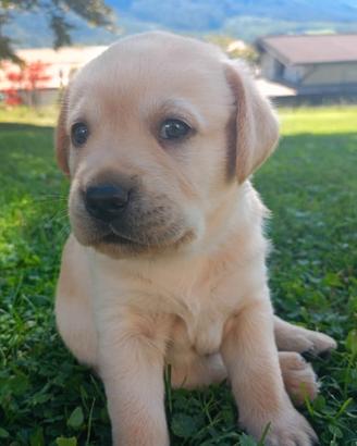 Labrador Retriever ArbeitSlinie