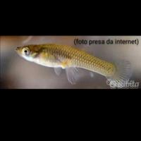 Gambusia Affinis