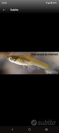 Gambusia Affinis