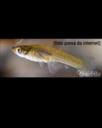 Gambusia Affinis