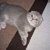 Scottish fold / Scottish strong