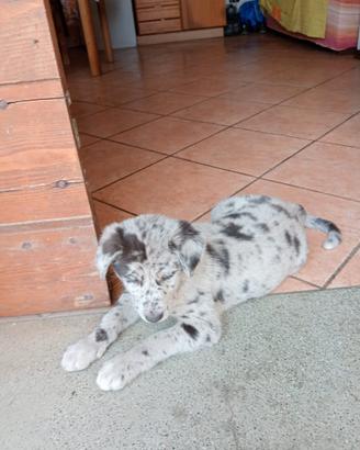 Cucciolo meticcio