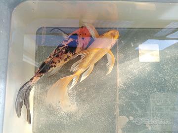 Pesci d'acqua Fredda