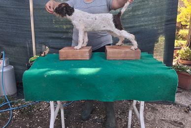 Cani Lagotto cuccioli