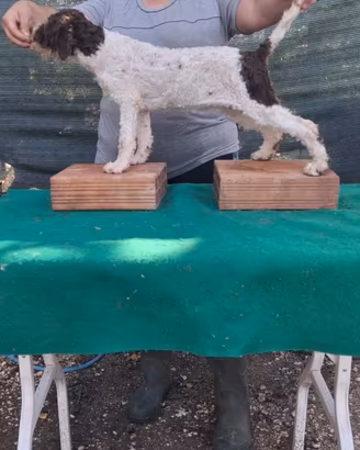 Cani Lagotto cuccioli