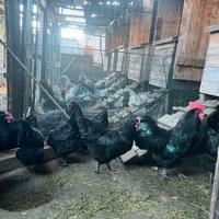 Galline Australorp nere da uova