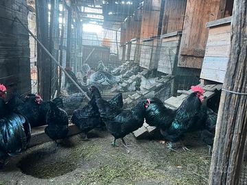 Galline Australorp nere da uova