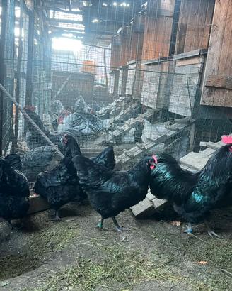 Galline Australorp nere da uova