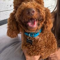 Barboncino RED Nano per accoppiamento per monta