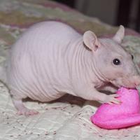 Ratto nudo