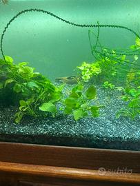 Piante anubias acquario tropicale