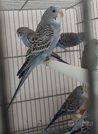 Cocoriti