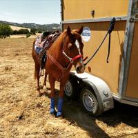 Cavallo stallone Paint no color