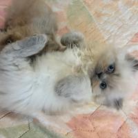 Gattini persiani con massima garanzia