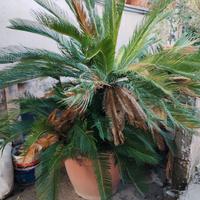 Cycas in vaso alta 160cm