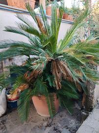 Cycas in vaso alta 160cm