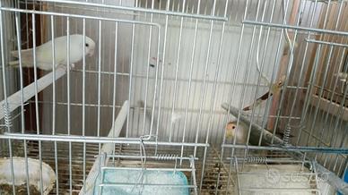 Inseparabili riprodurre