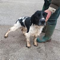Springer spaniel