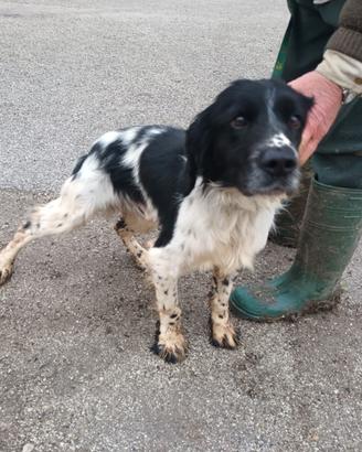 Springer spaniel