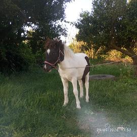 Poni di 7 mesi