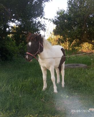Poni di 7 mesi