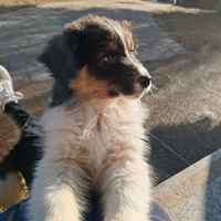 Cucciola di pastore australiano