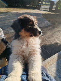 Cucciola di pastore australiano