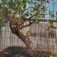 bonsai/prebonsai  QUERCIA "VALLONEA"