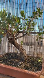 bonsai/prebonsai  QUERCIA "VALLONEA"