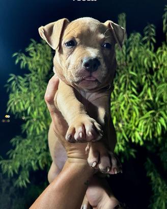 Cuccioli Pitbull