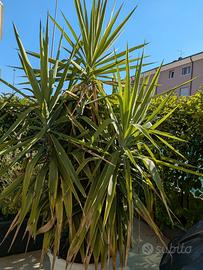 Yucca alta 2,50