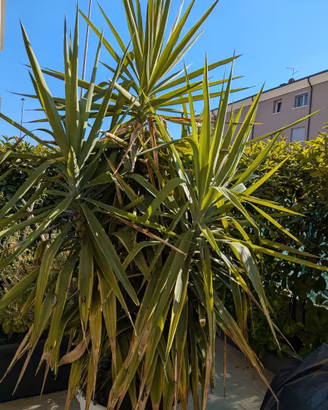 Yucca alta 2,50