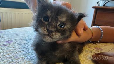 Maine Coon cuccioli con libretto e vaccino – Roma